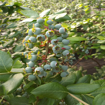 價格:產地/廠:泰安開發區利群苗圃園林用途:開花結果批發藍莓苗聯繫人